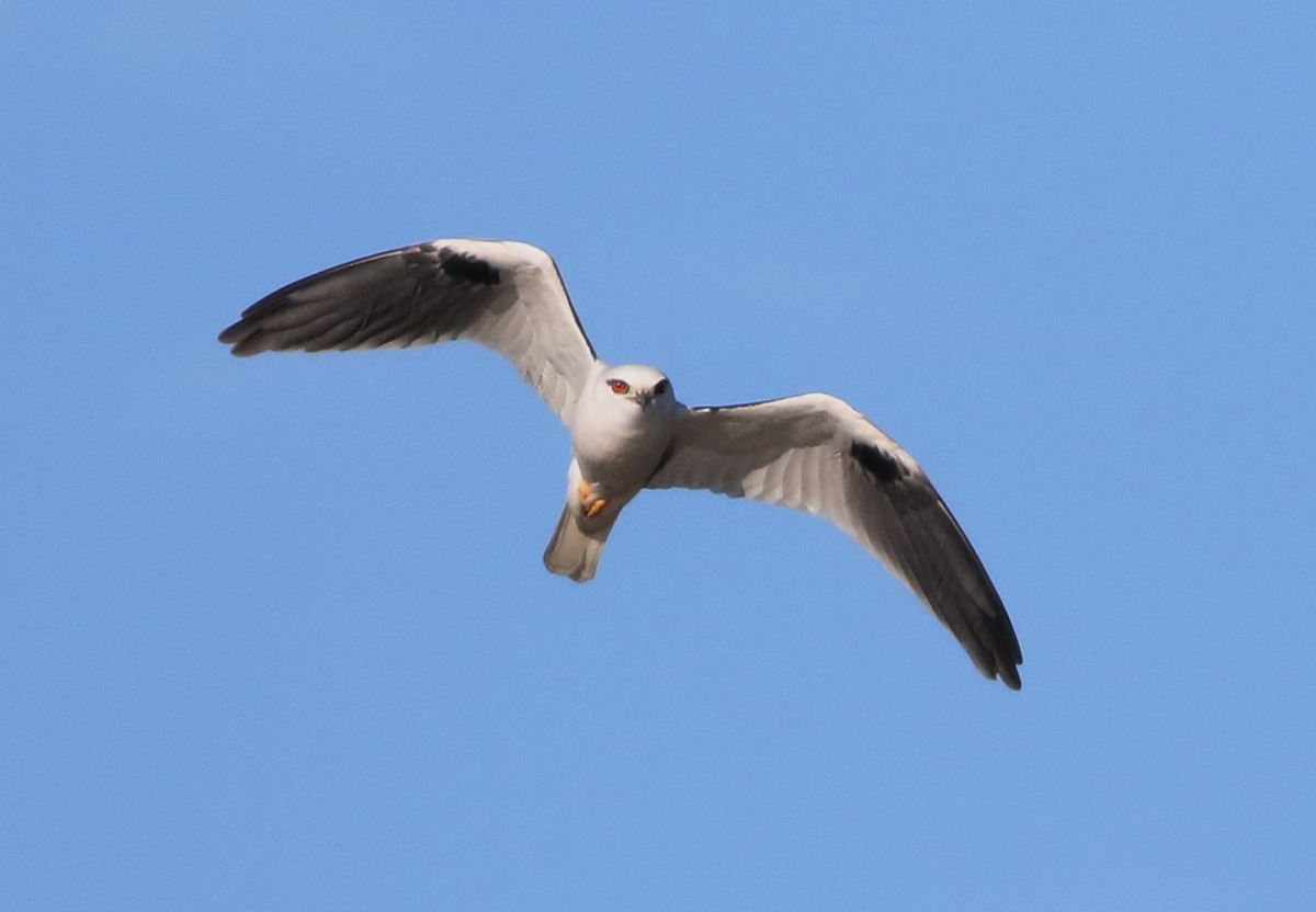 Black-shouldered Kite - Derek Stokes