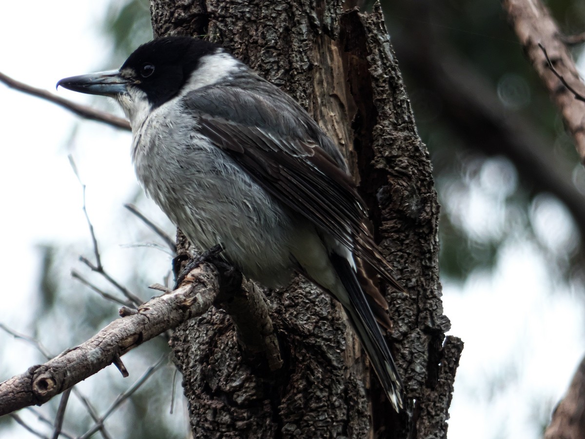 Gray Butcherbird - Alfons  Lawen