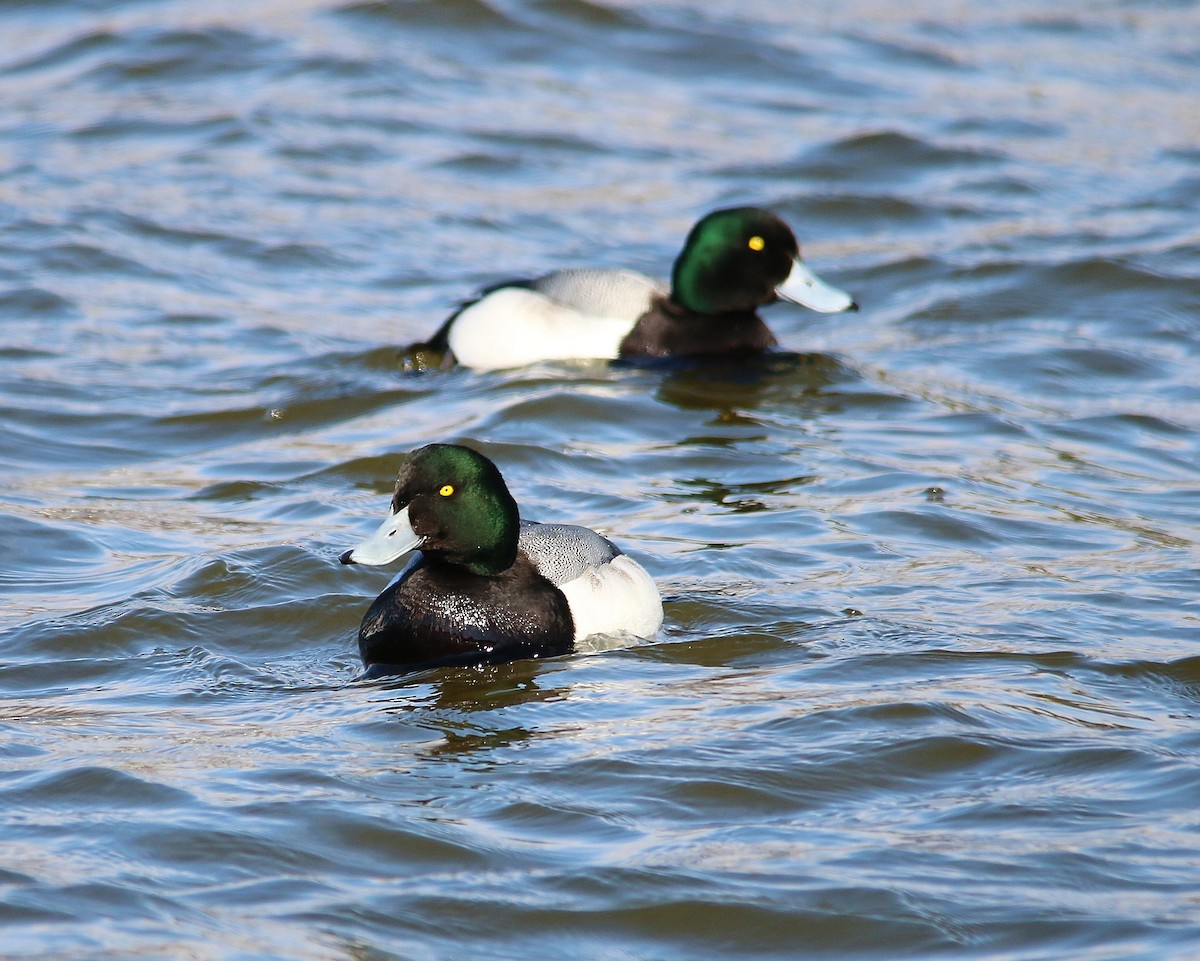 Greater Scaup - ML25159781