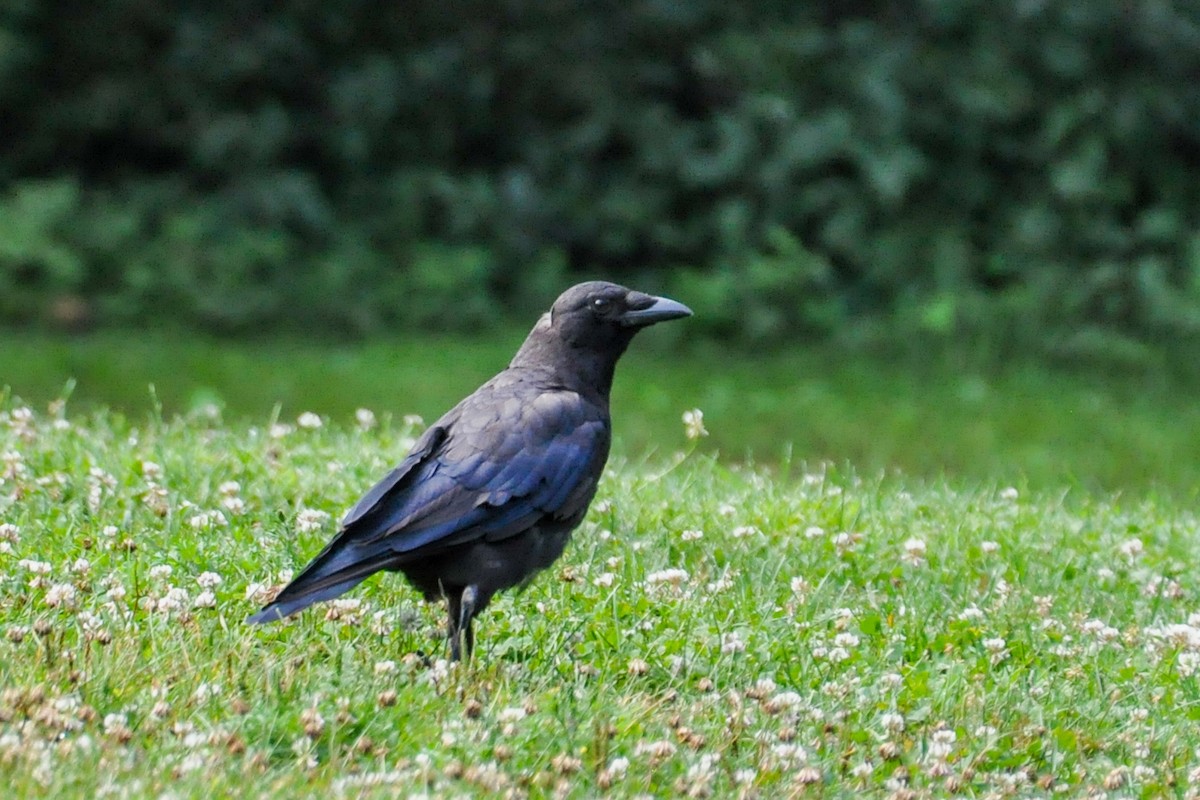 American Crow - ML251598801