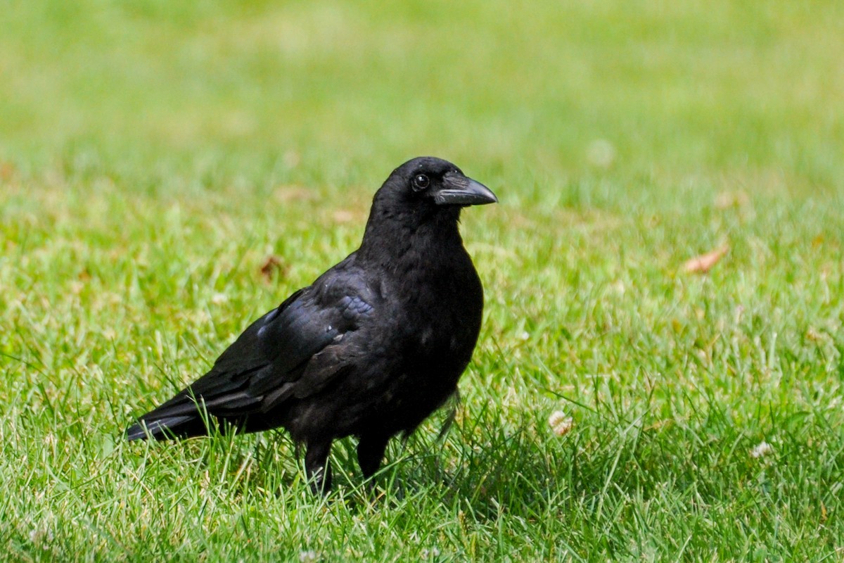 American Crow - ML251598811