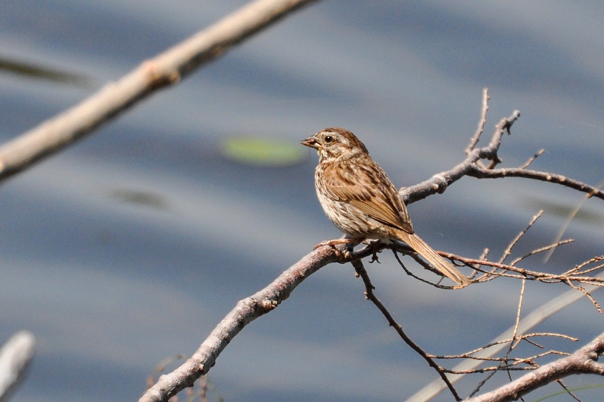 Song Sparrow - ML251598831