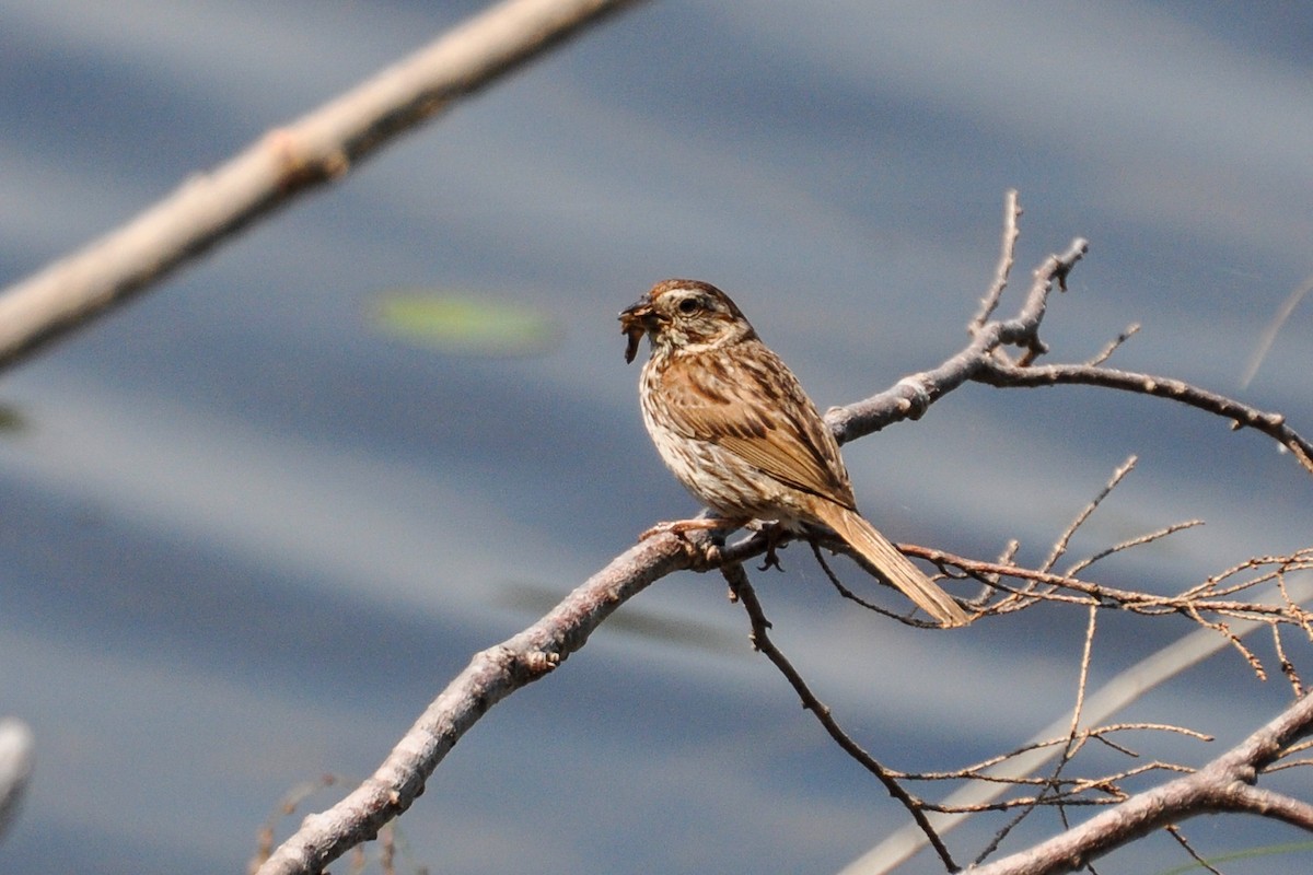 Song Sparrow - Maryse Neukomm