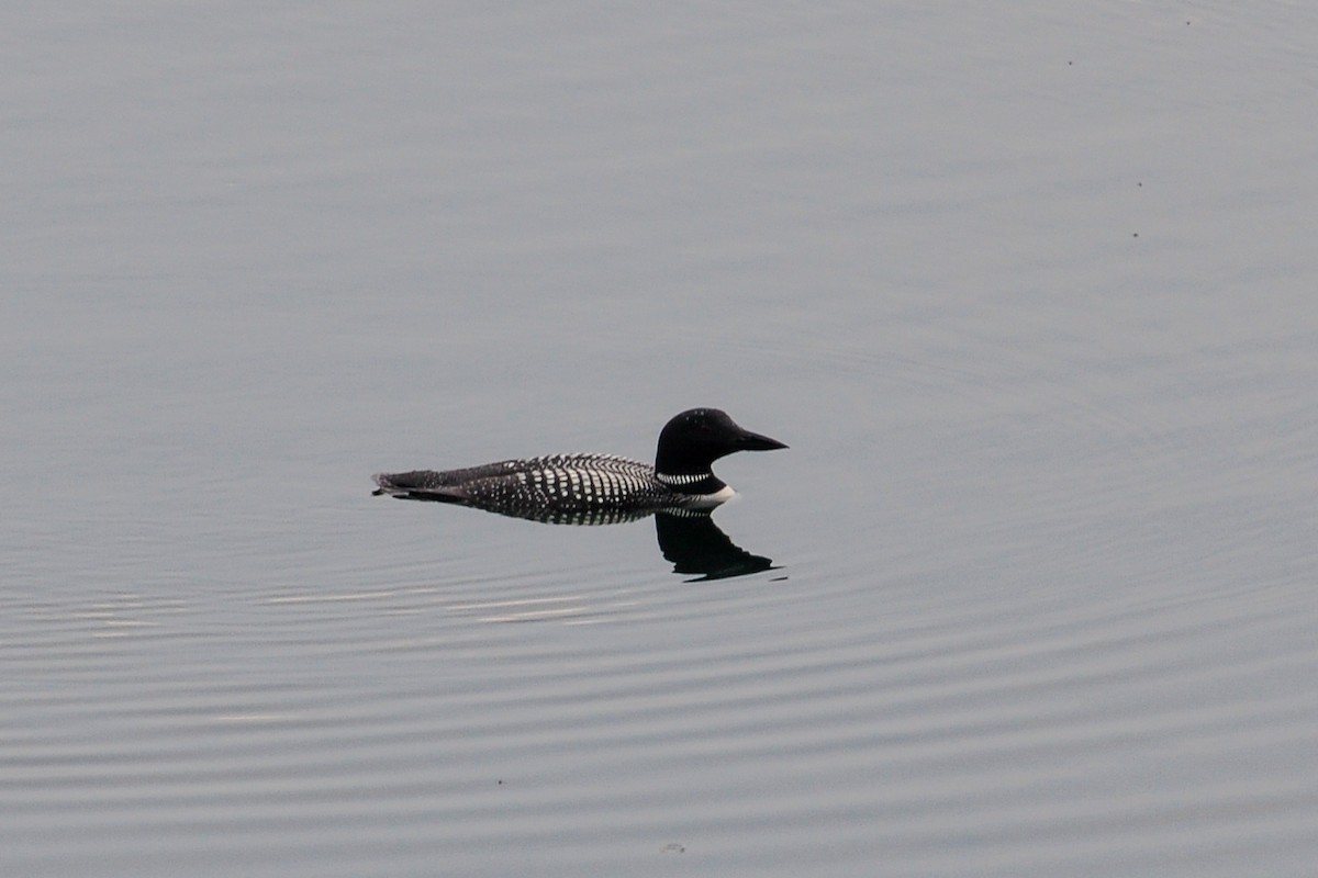 Common Loon - ML251598891