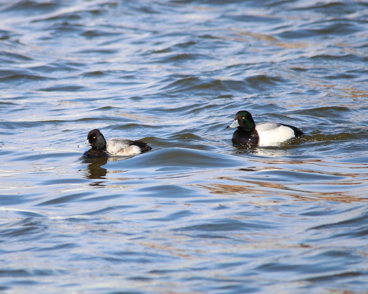 Greater Scaup - ML25159901