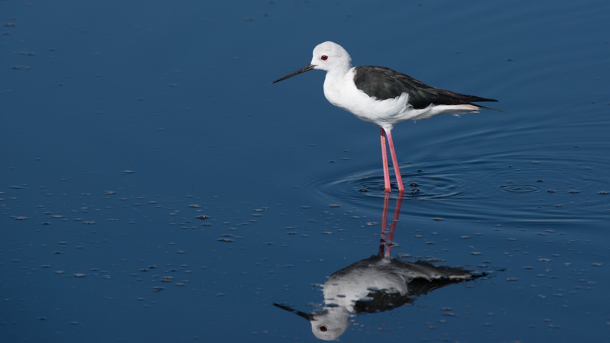 Black-winged Stilt - Eric van Poppel