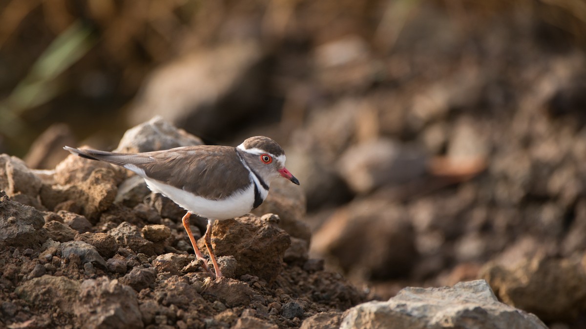 Three-banded Plover - ML251601171
