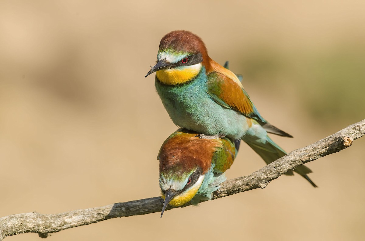 European Bee-eater - ML251601731