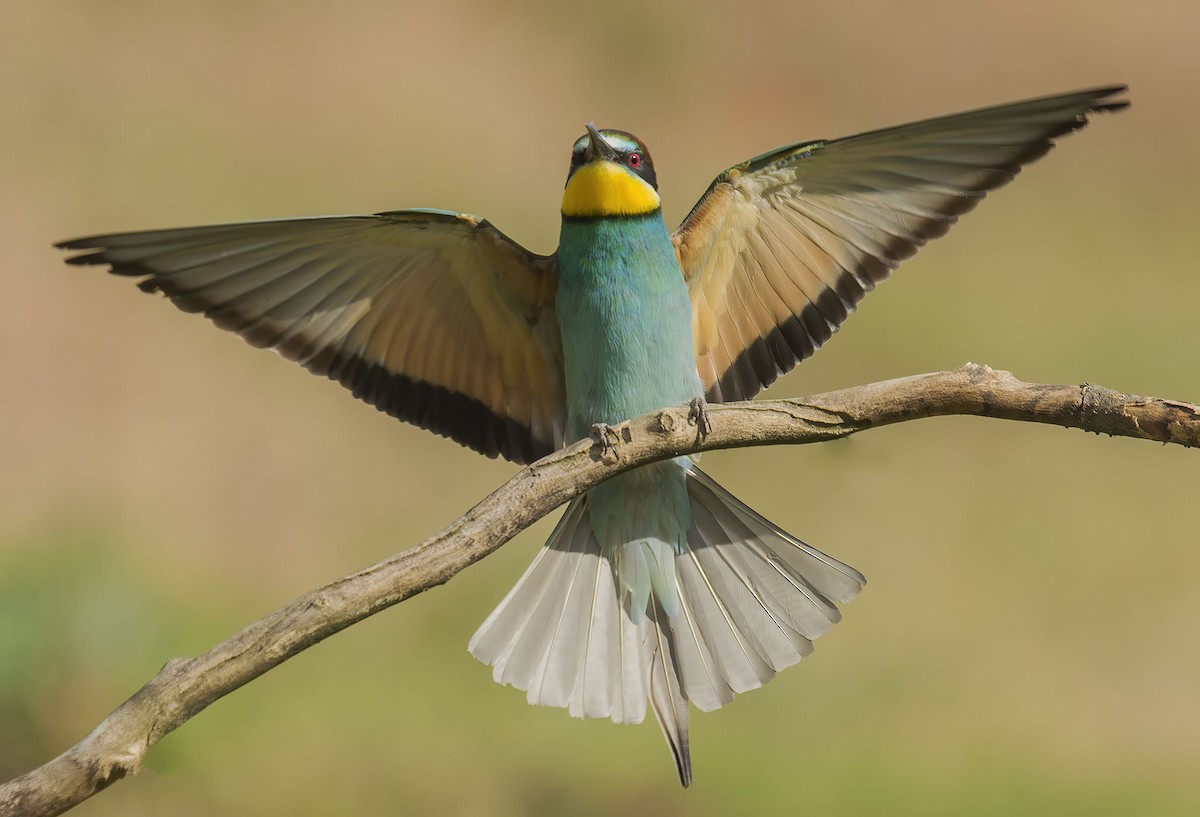 European Bee-eater - ML251601741
