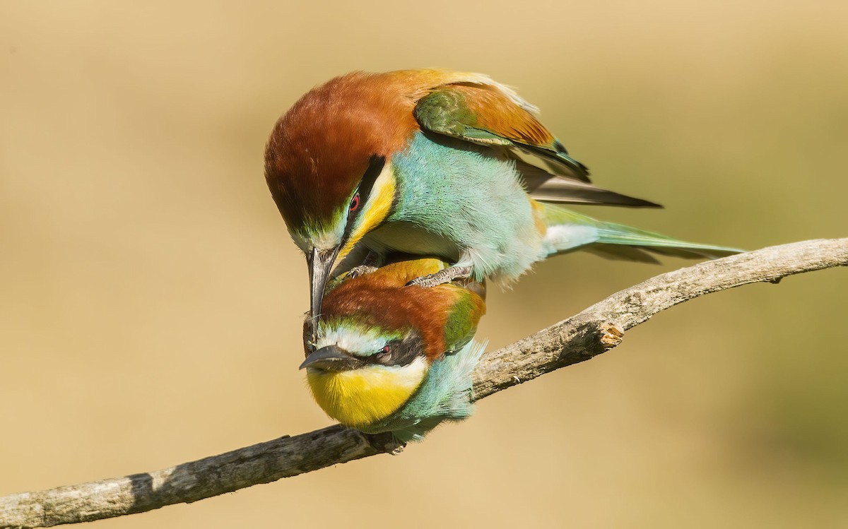 European Bee-eater - ML251601751