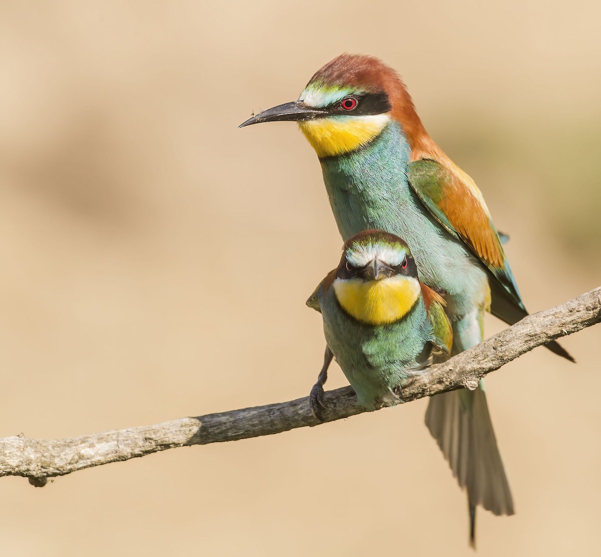 European Bee-eater - ML251601761