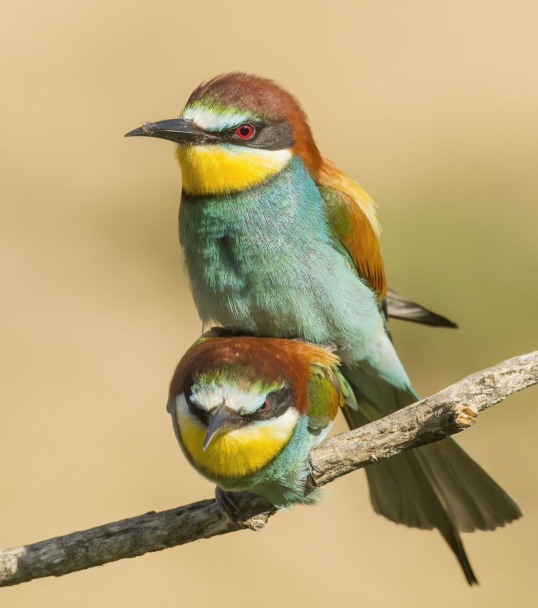 European Bee-eater - ML251601771