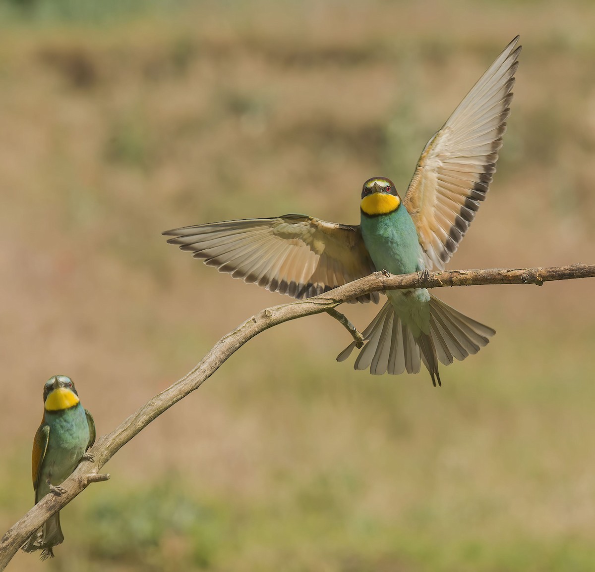 European Bee-eater - ML251601781