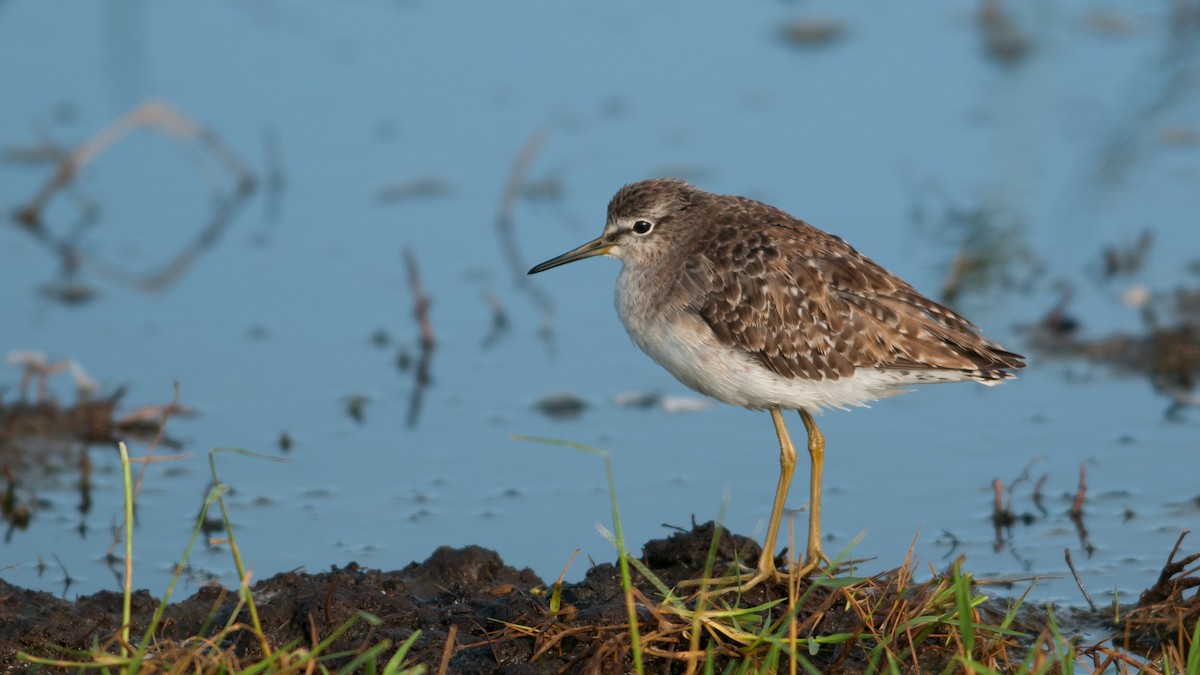 Wood Sandpiper - ML251602011