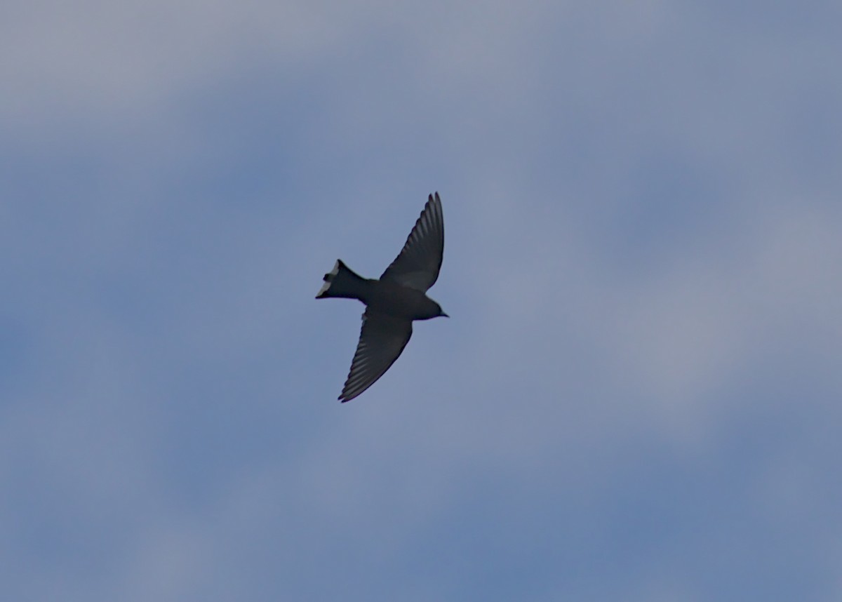 Dusky Woodswallow - Brad Woodworth