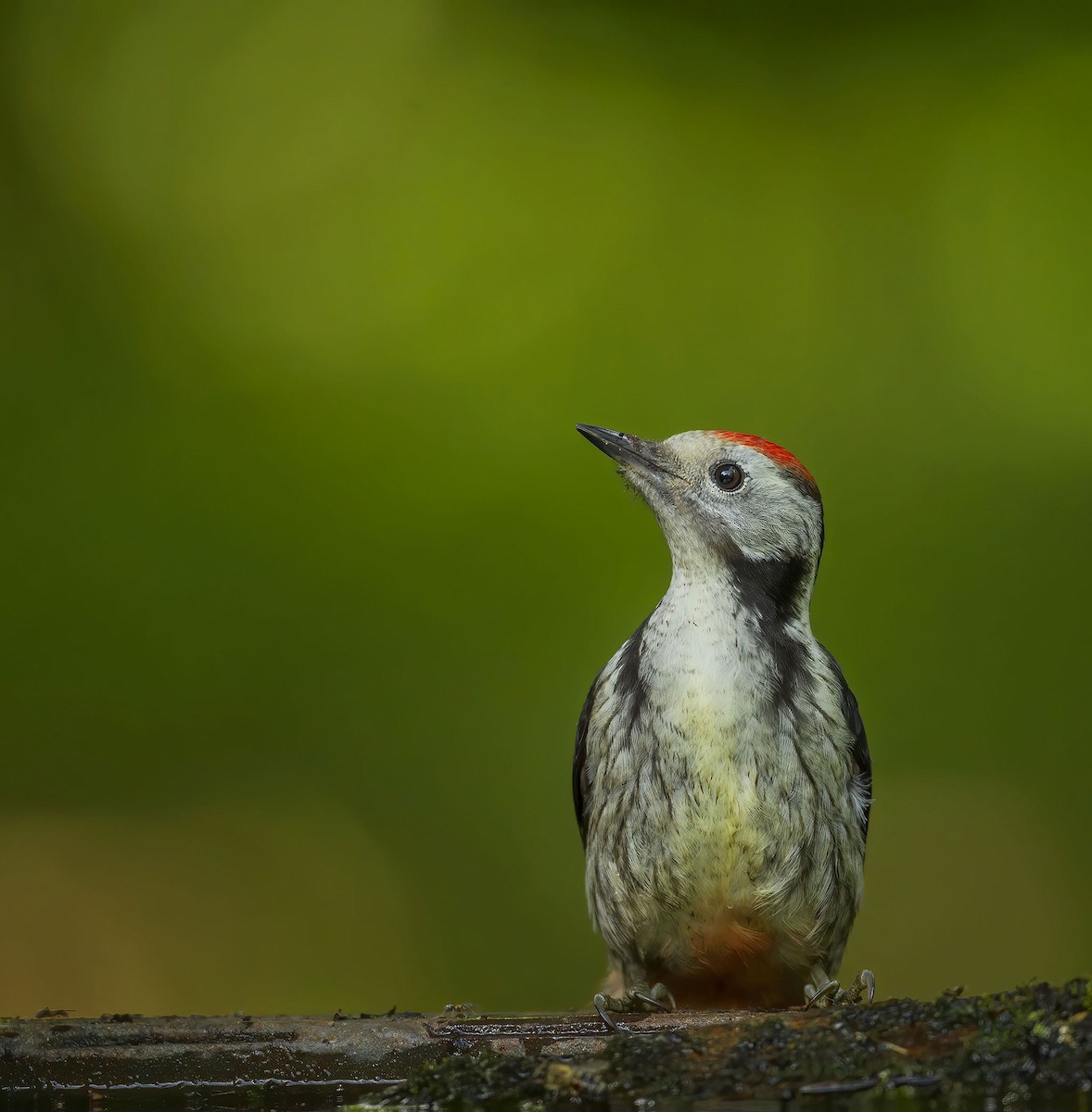 Middle Spotted Woodpecker - Pascal De Munck