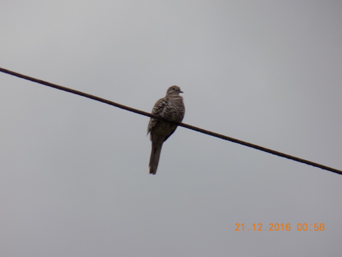 Scaled Dove - ML251604031