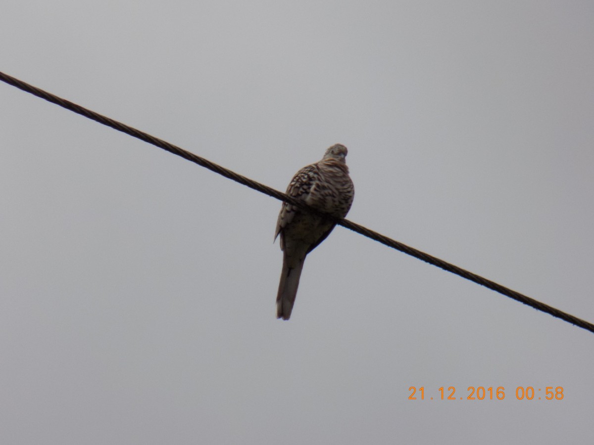 Scaled Dove - ML251604061