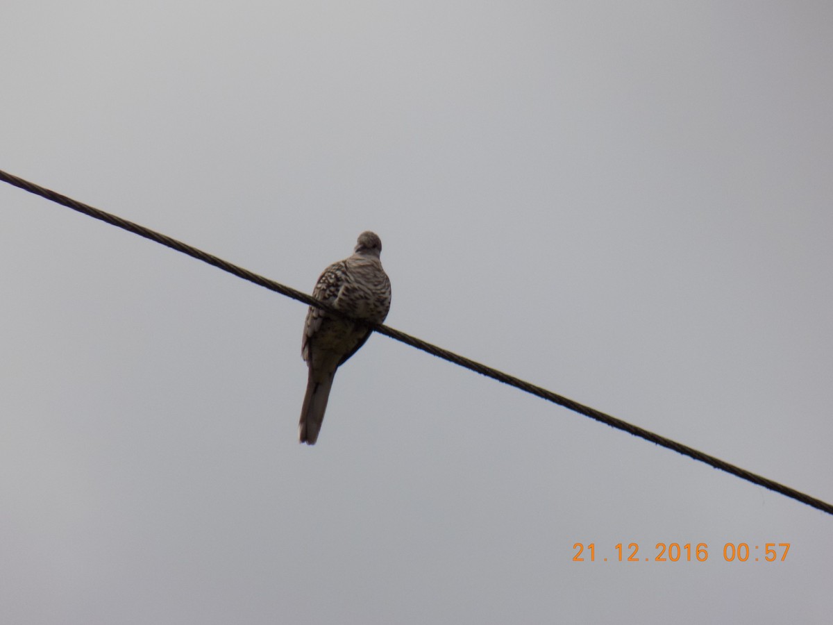 Scaled Dove - ML251604131