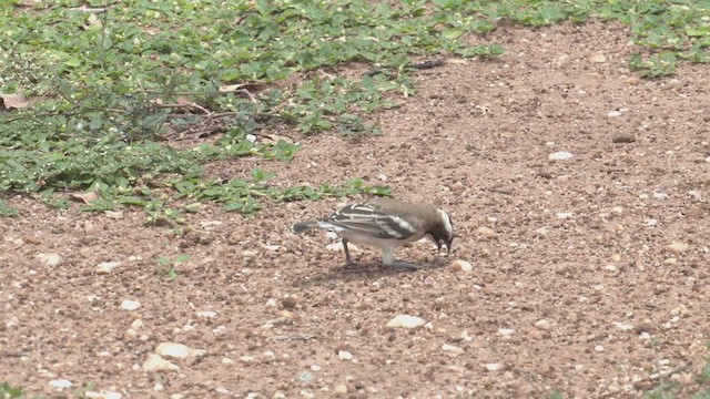 White-browed Sparrow-Weaver - ML251604541