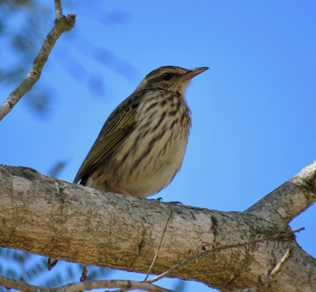 Striped Pipit - ML251605781