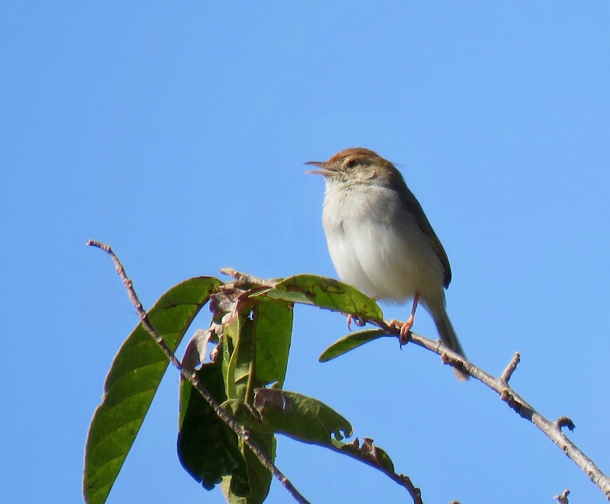 Piping Cisticola - ML251605811