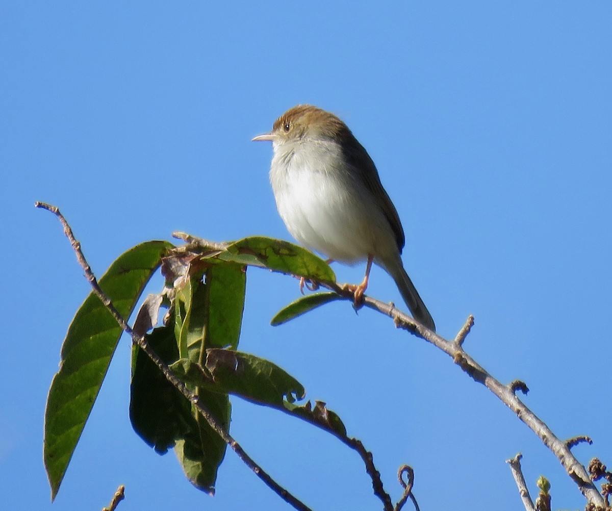 Piping Cisticola - ML251605821