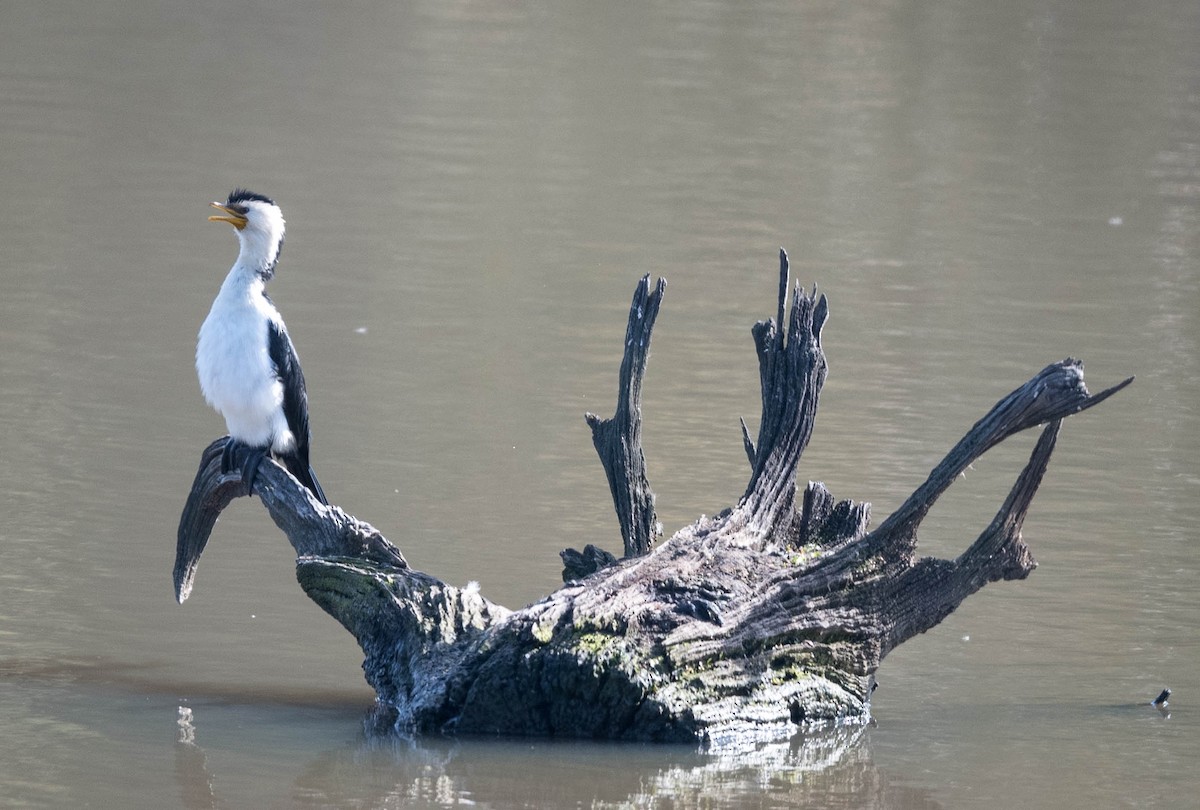 Little Pied Cormorant - ML251606961