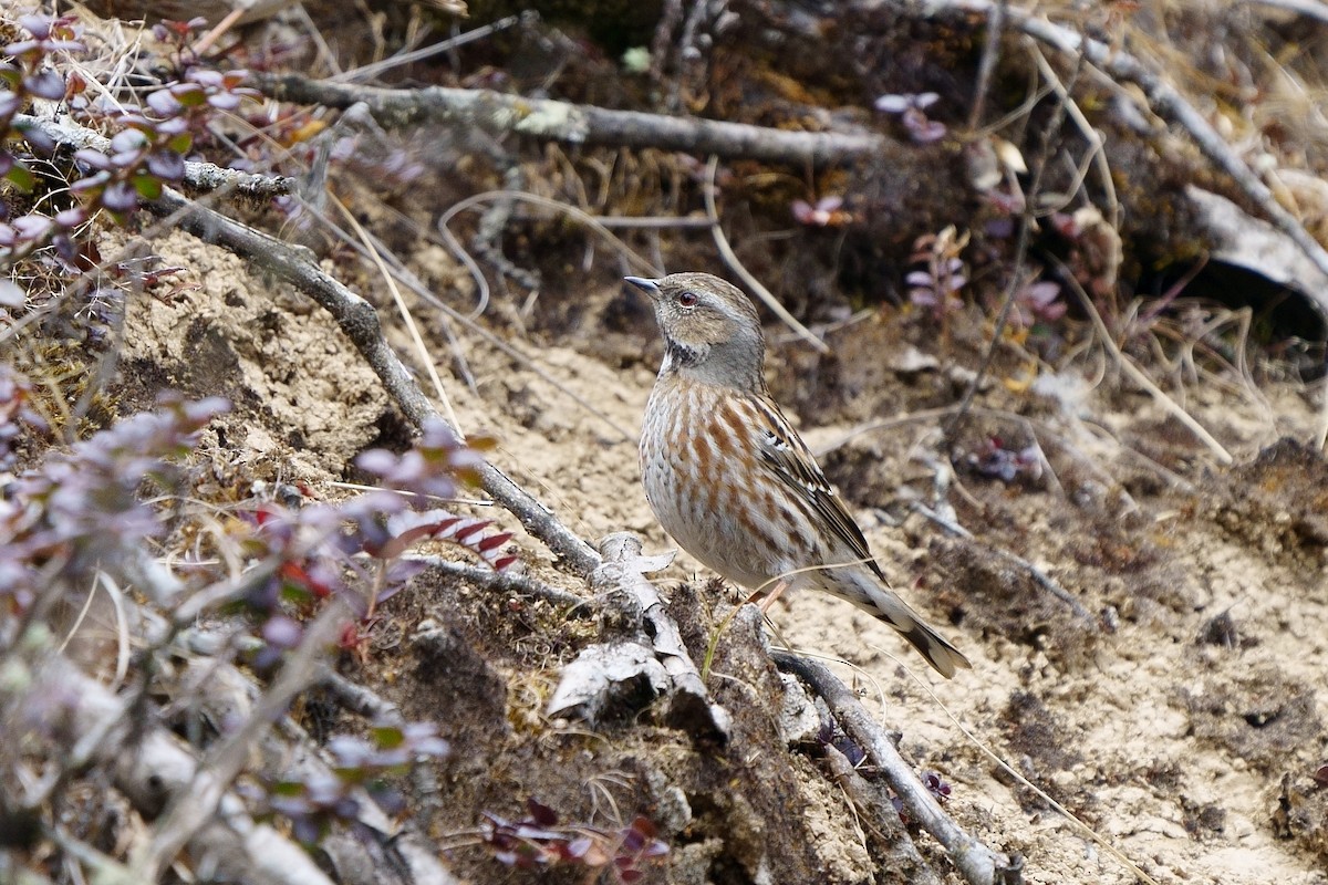 Altai Accentor - ML251608281