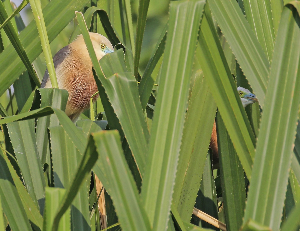 Javan Pond-Heron - ML251609391