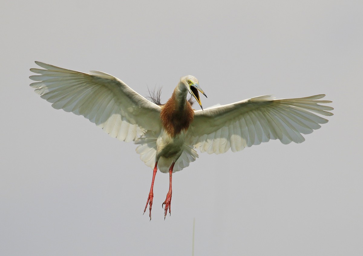 Javan Pond-Heron - ML251609451