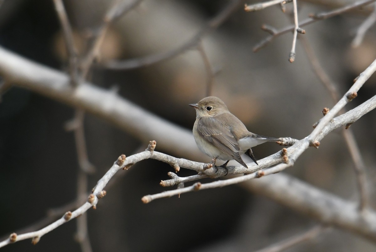 Red-breasted Flycatcher - Fumihiro SEMBA