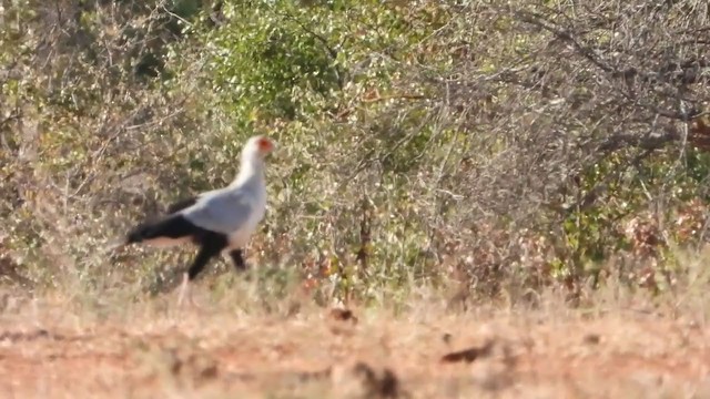 Secretarybird - ML251610571