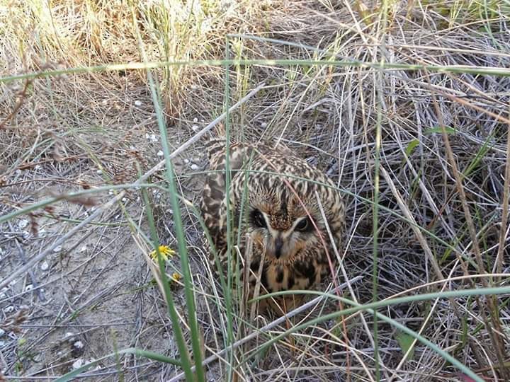 Short-eared Owl - ML251613271