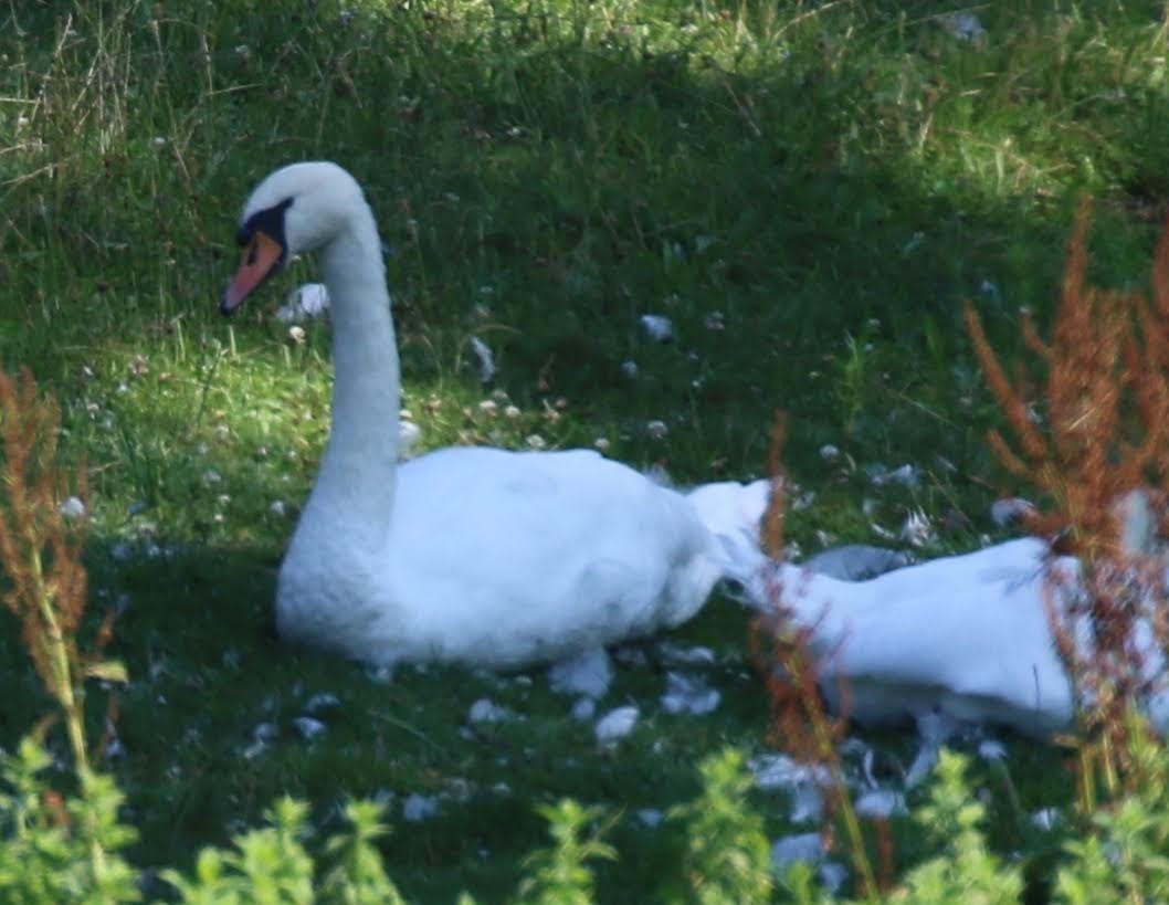 疣鼻天鵝 - ML251613861