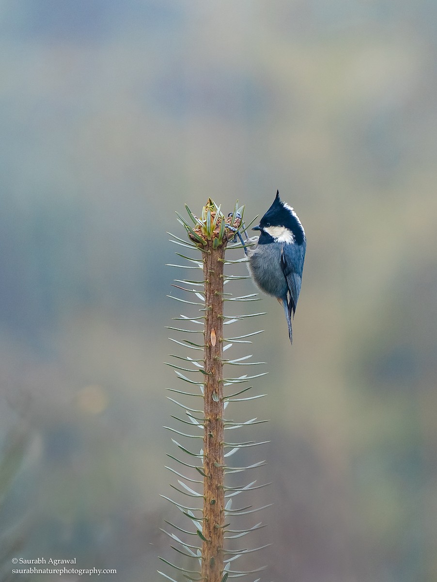 Rufous-vented Tit - ML251614461