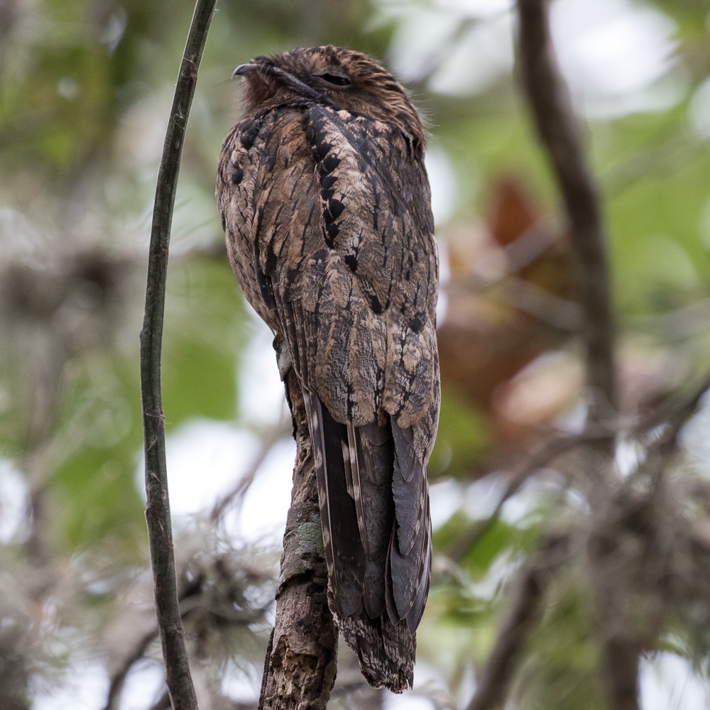 Common Potoo - Ken Chamberlain