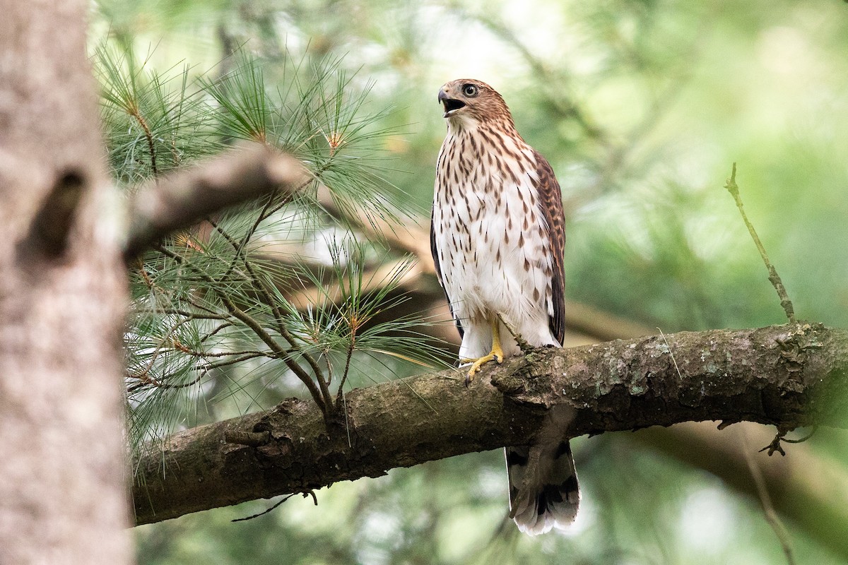 Cooper's Hawk - Brad Imhoff