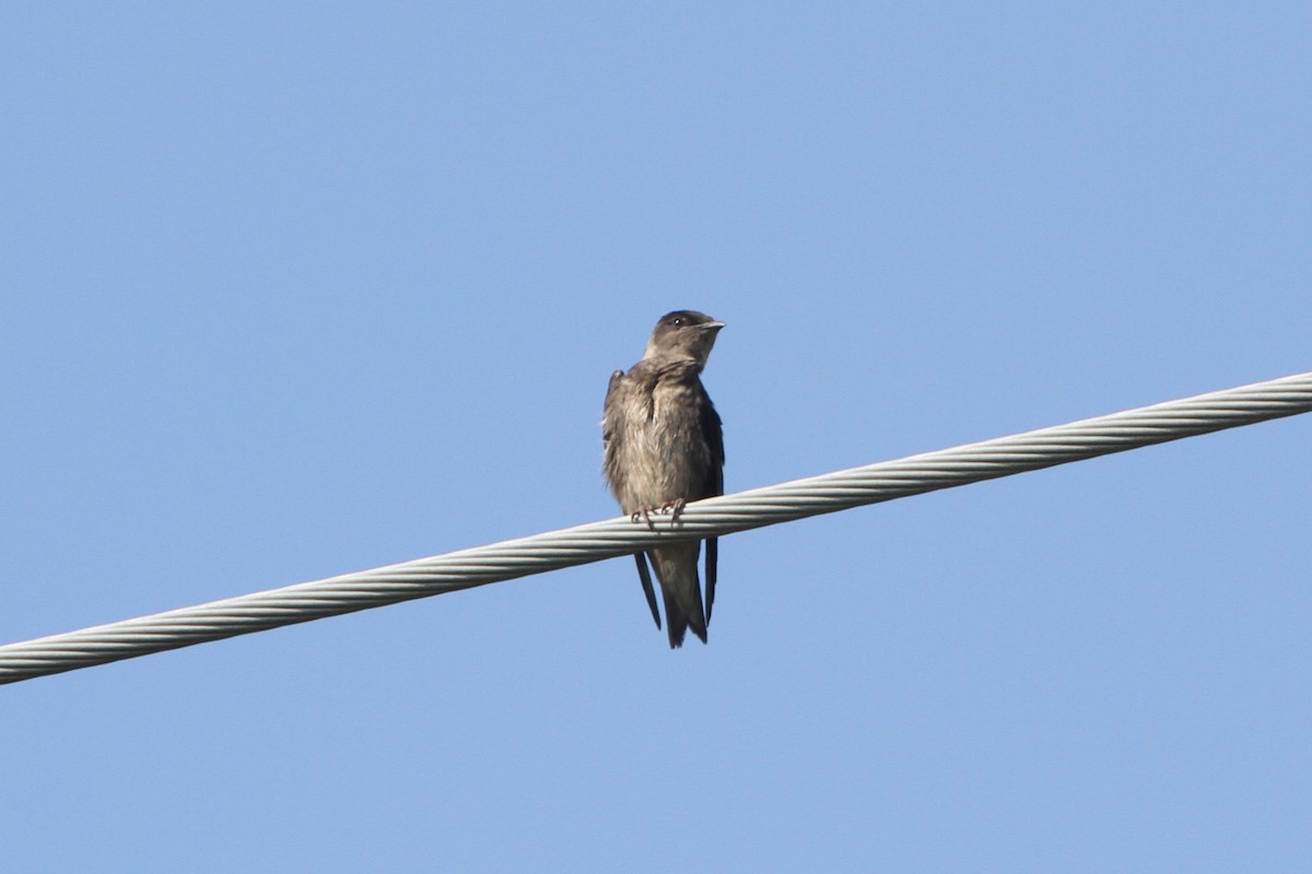 Purple Martin - ML251616541