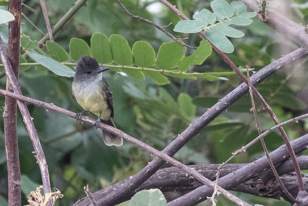 Apical Flycatcher - Ken Chamberlain