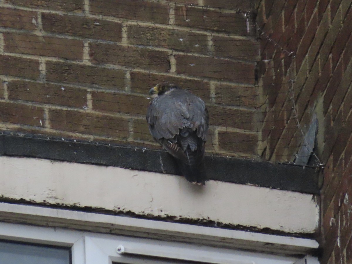 Peregrine Falcon - David Campbell