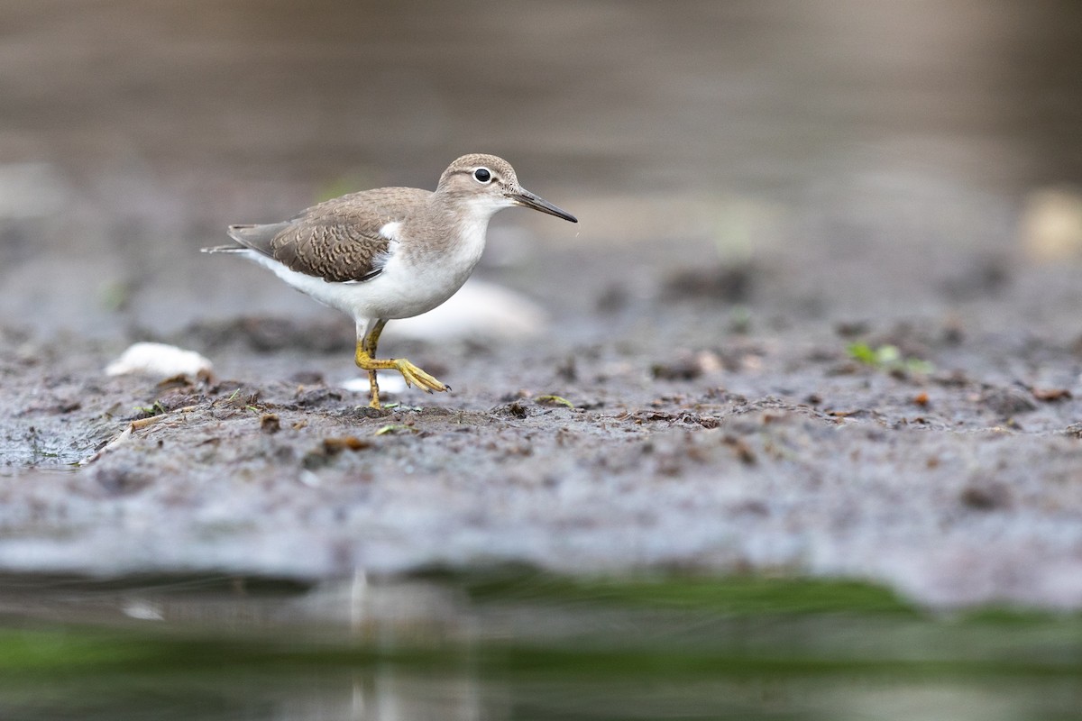 Spotted Sandpiper - ML251618071