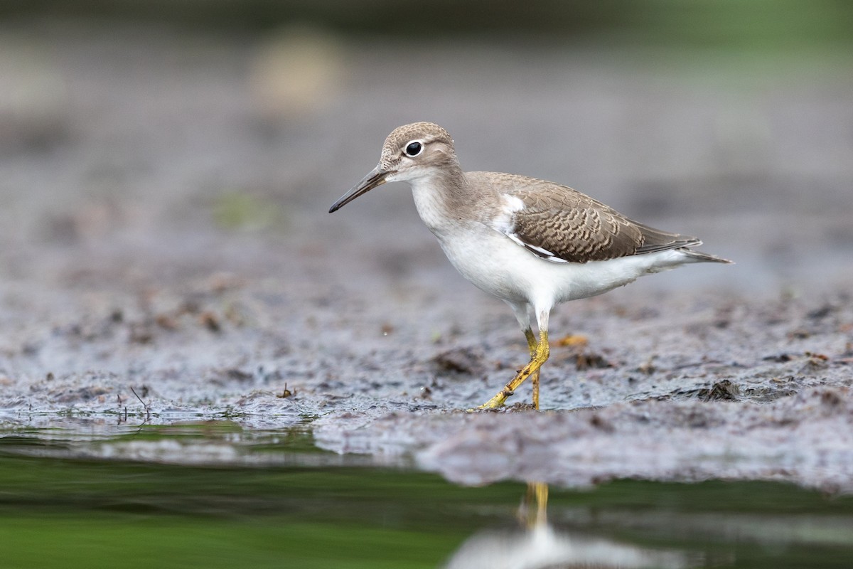 Spotted Sandpiper - ML251618101