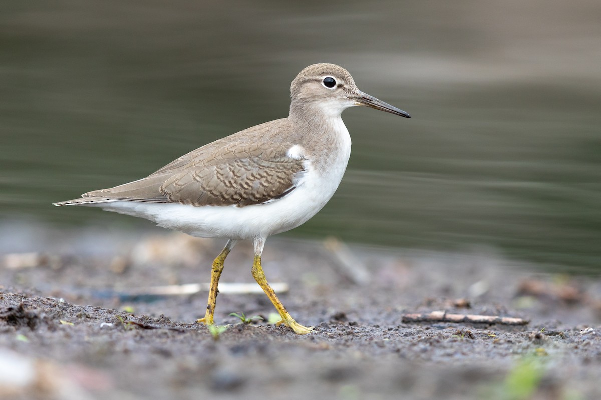 Spotted Sandpiper - Brad Imhoff