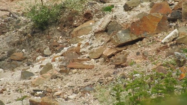 Chestnut-bellied Sandgrouse - ML251618981