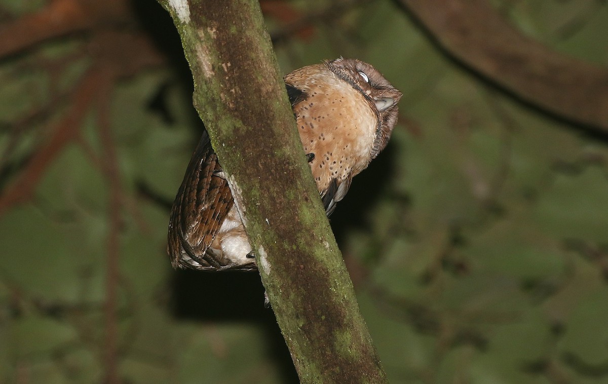 Minahasa Masked-Owl - ML251620211