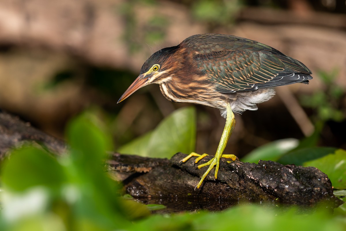 Green Heron - ML251620511