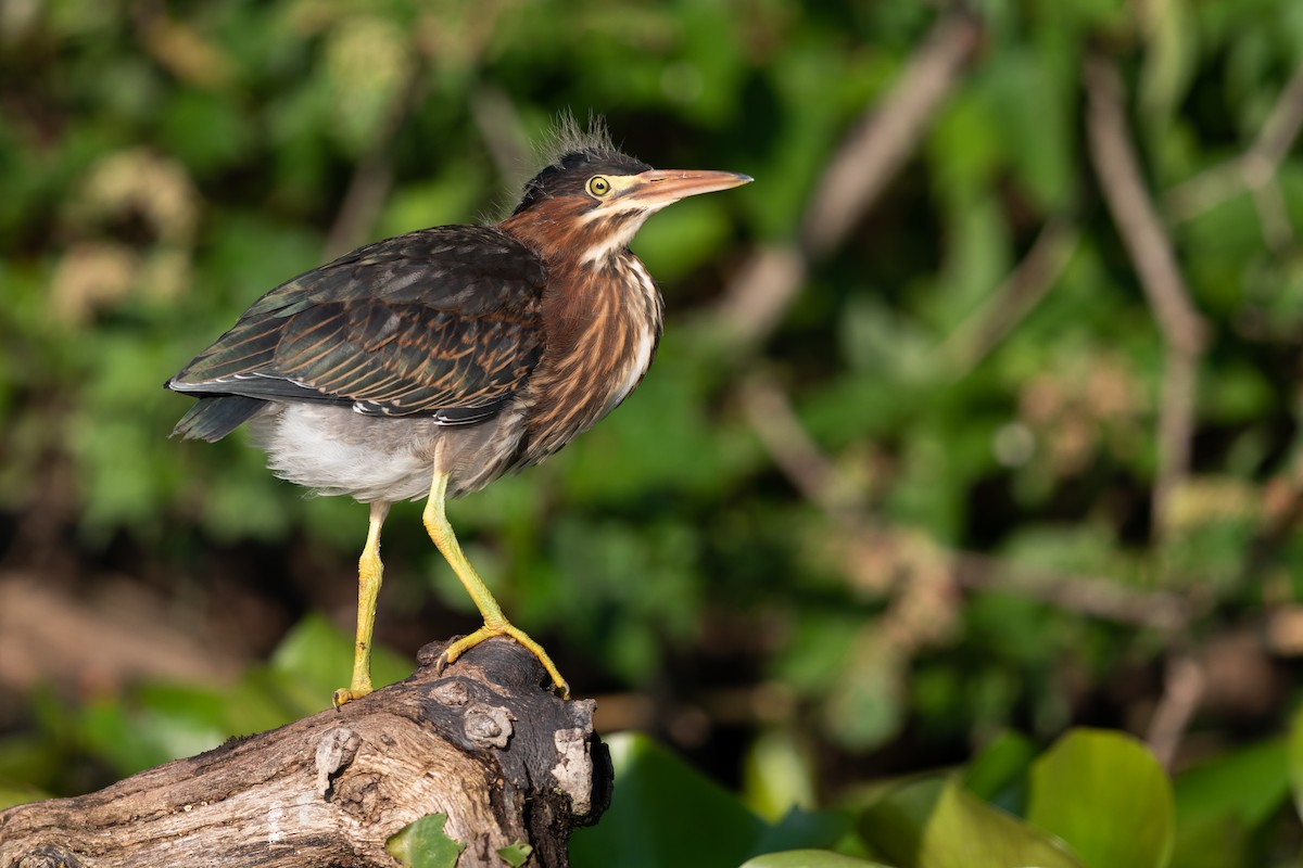 Green Heron - ML251620551