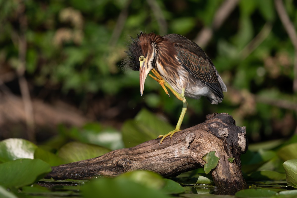 Green Heron - ML251620581