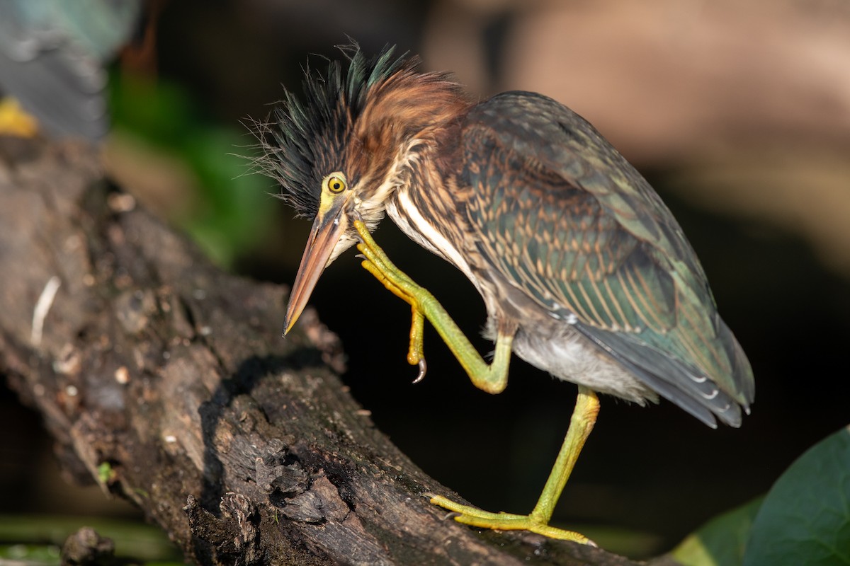 Green Heron - ML251620661